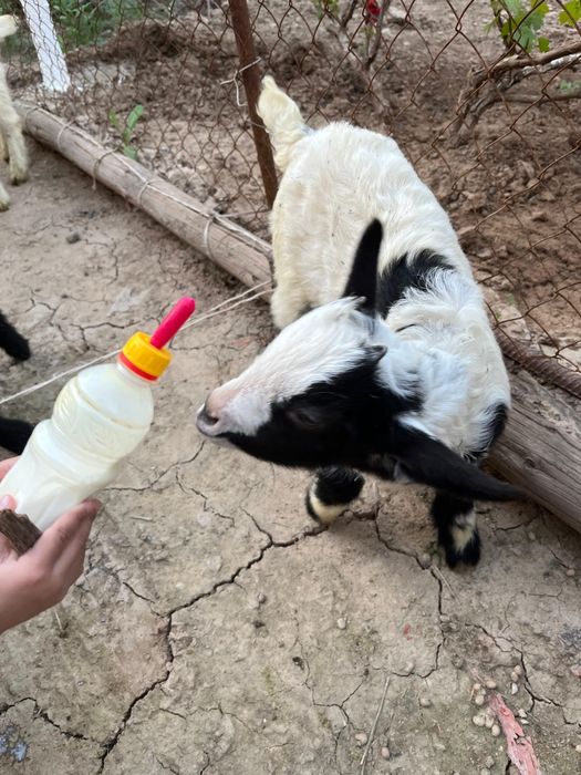 Теке лақтар сатылады