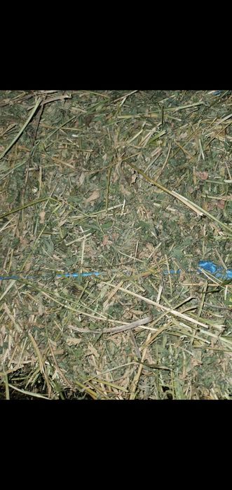 Baloti de lucerna ,baloti lucerna ,vând baloti de luterna ,ofer transp