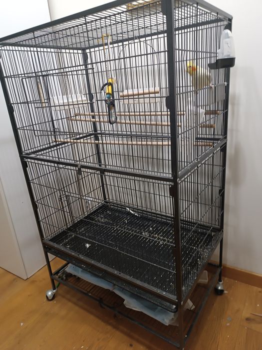 Papagal Nimfa cu colivie