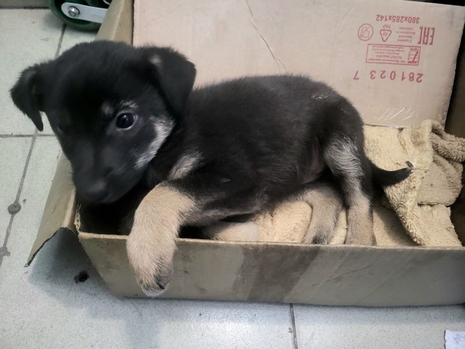 Отдам щенка в добрые руки