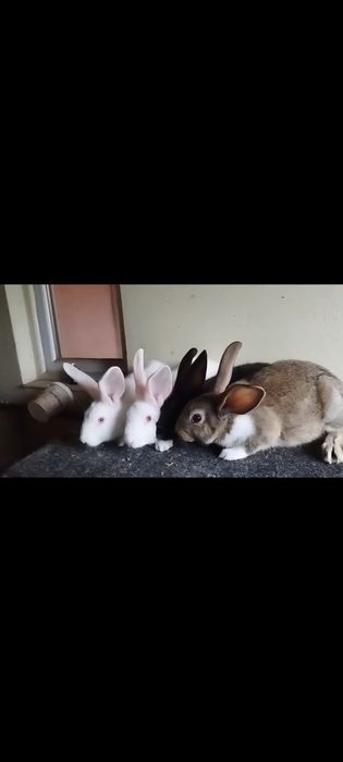 Hycole tineret disponibil!