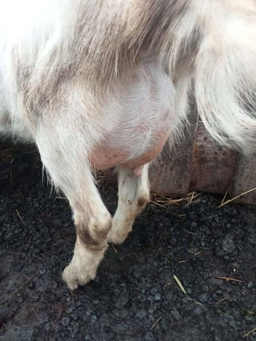 Vând capre comuna boțești județul vaslui  .(0769896340)