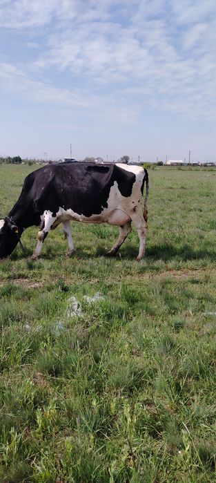 Vand vaca rasa holstein