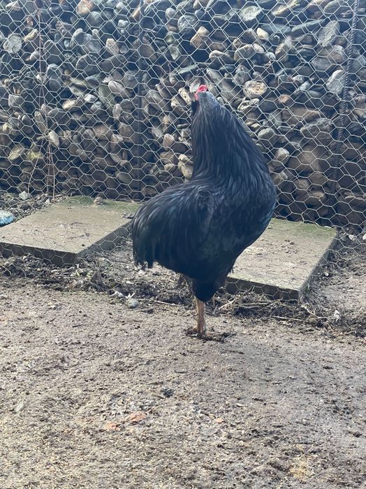 Cocos Araucana negru complet, 10 luni