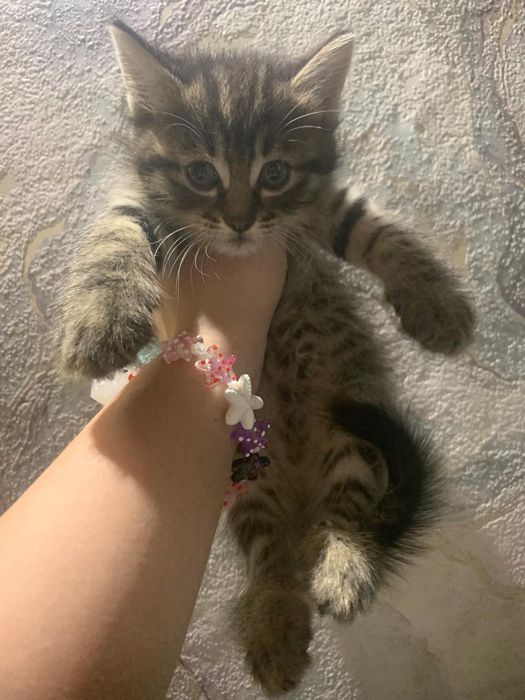 Красивые котята в добрые руки!