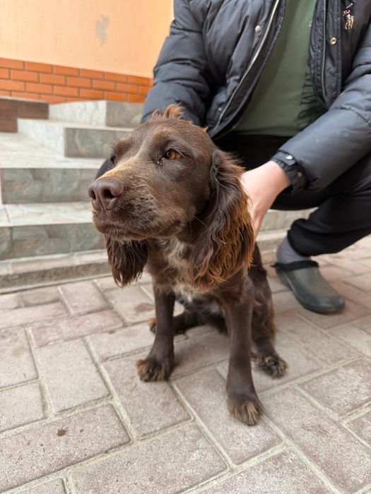 Собака породы спаниель