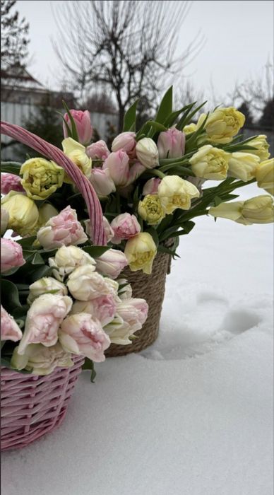 Тюльпаны пионовидыне и классика