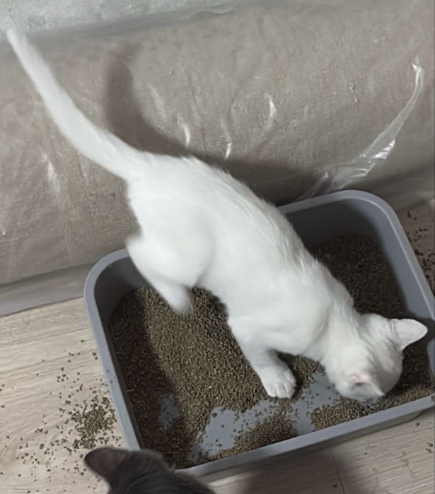 Отдам котенка 3 месяца
