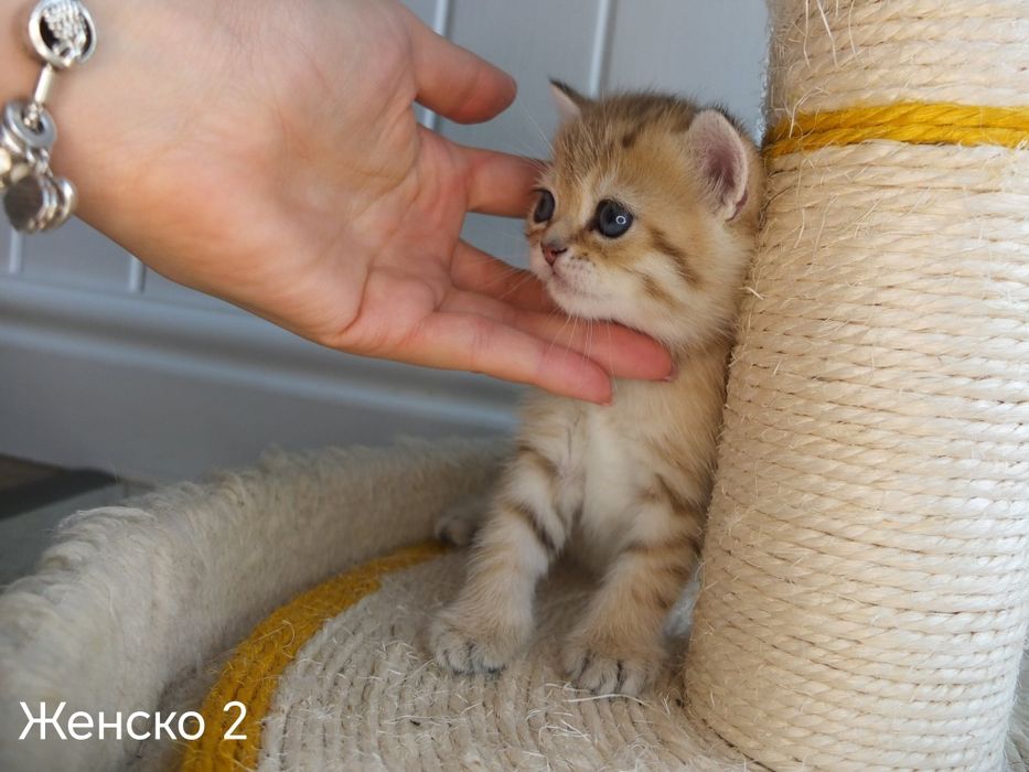 Британски късокосмести котета златни чинчили