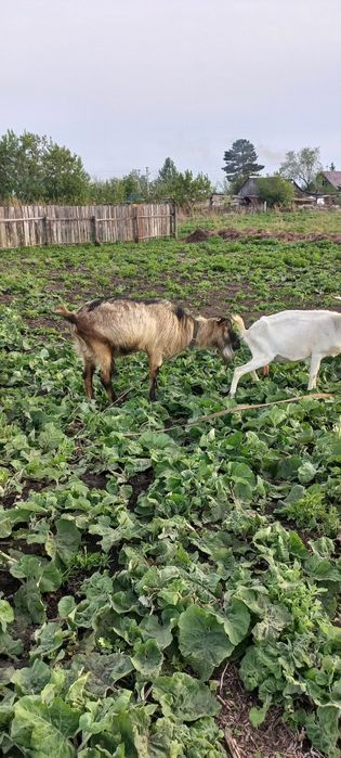 Козёл альпиец на племя.