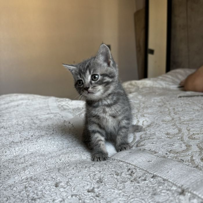 Продам котенков