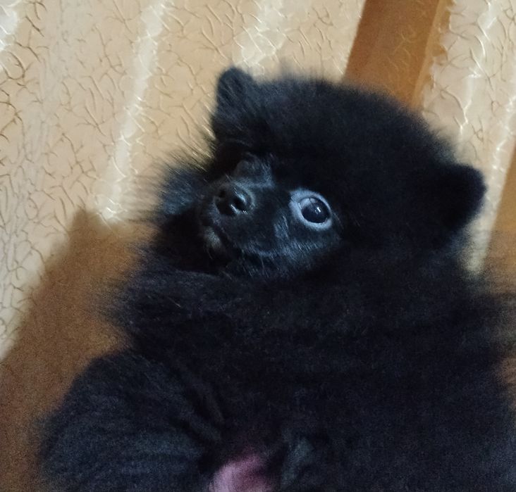 Щенок чёрного шпица.