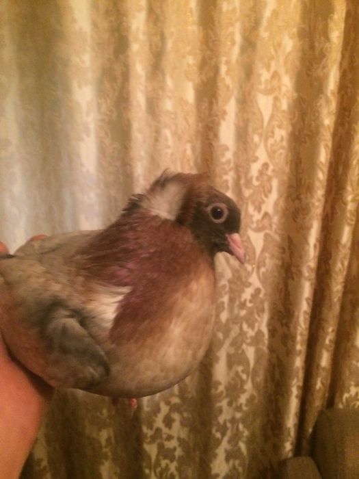 голуби тракия голуби