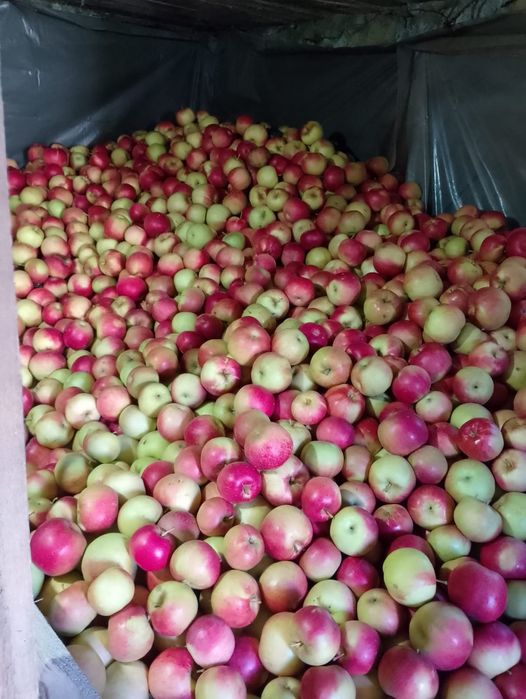 Mere de idared, ionathan, golden, florina