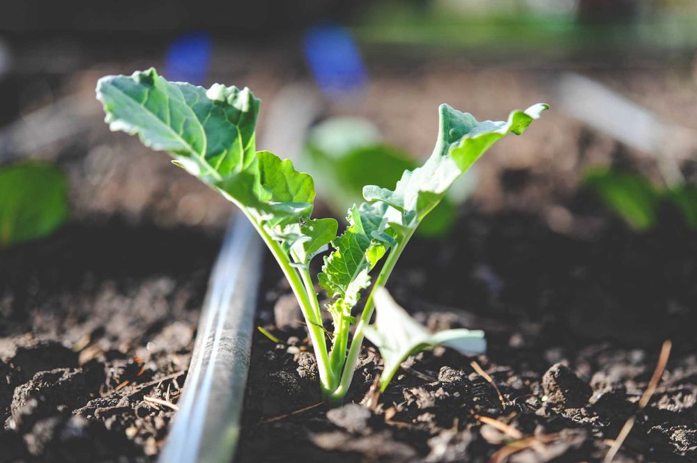 Лентов капков маркуч капки през 20см и 30см капково напояване маркучи