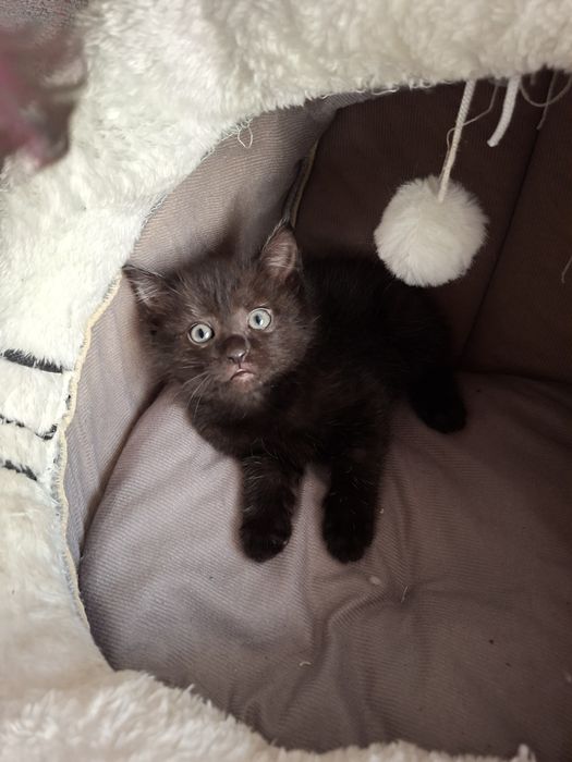 Котята ищут дом!