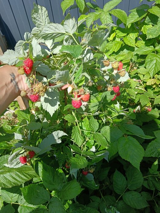 Продам саженцы  малины
