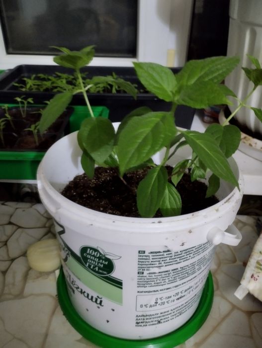 Продам гладиолусы,гортензию