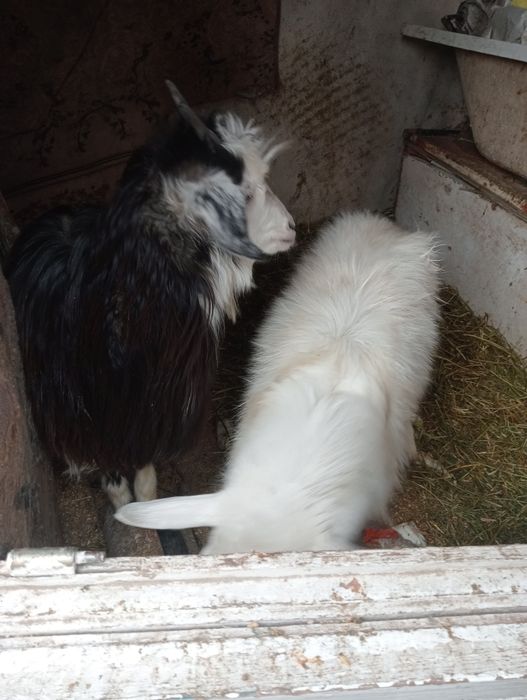 Продам козу и козла