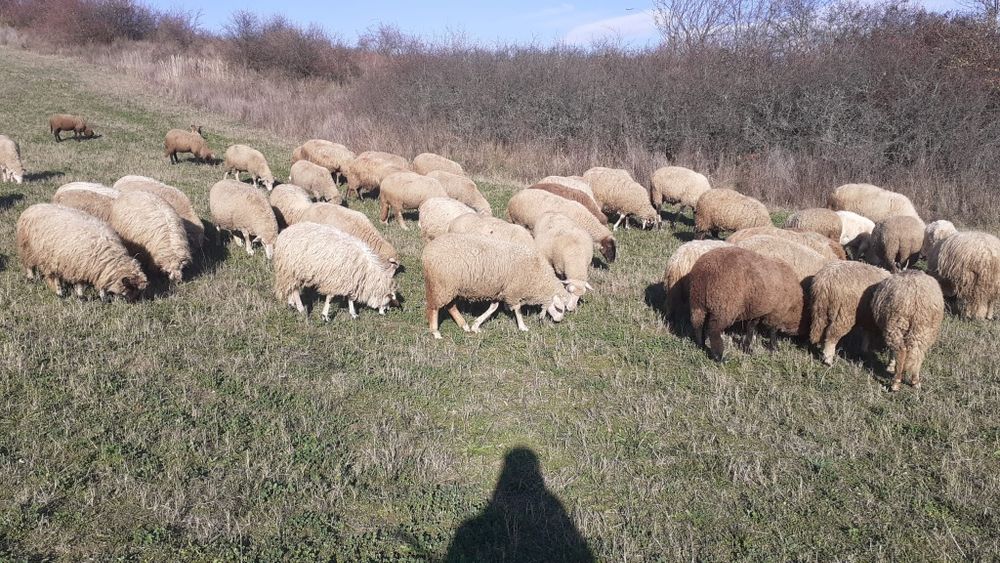 Turma de oi de vanzare