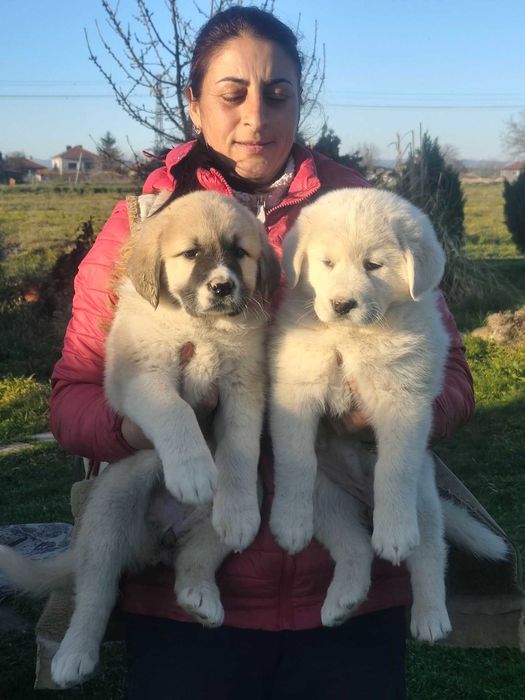 Кавказка овчарка