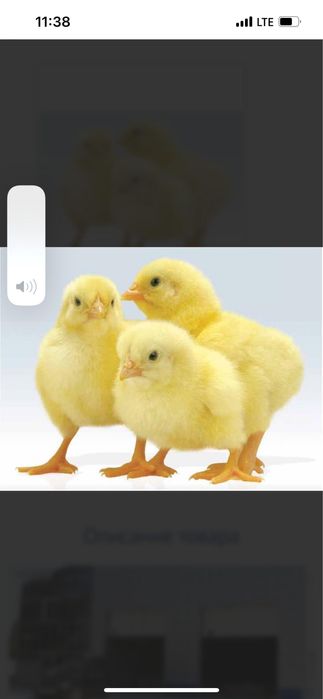 Яйцо инкубационный бройлера