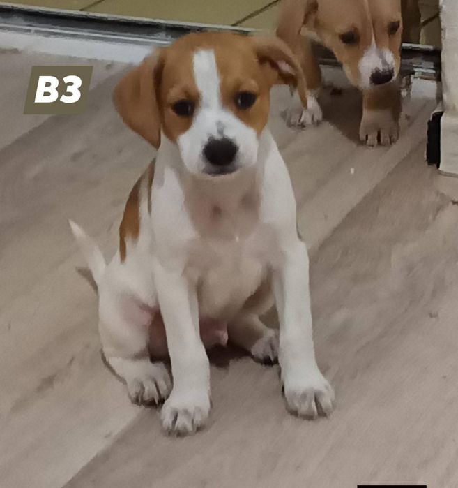 Oferim pentru adoptie catelusi metis-terrier talie mica 6 săptă