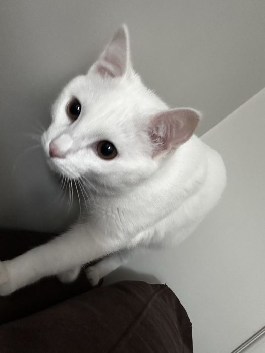 Кот ищет кошкууу
