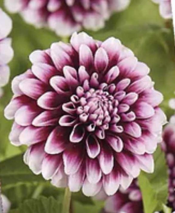 Bulbi dalie alb și mov