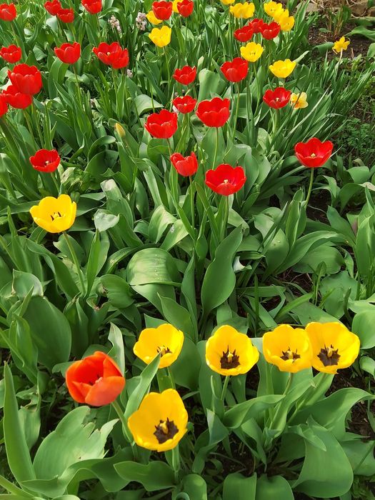 Тюльпаны с грядки