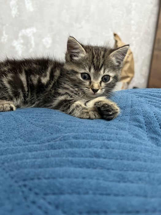 Отдам котенка девочку