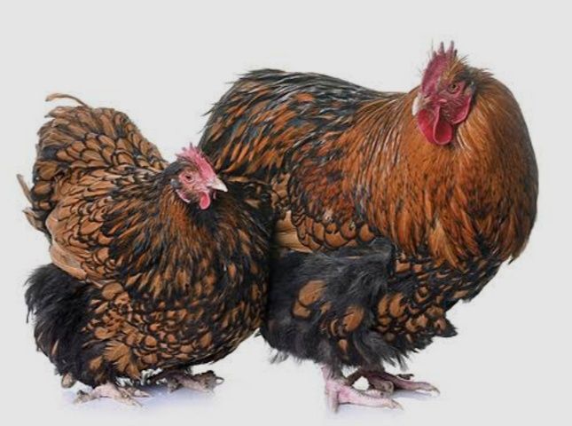 Орпингтон тауыклар сатилады 1+5