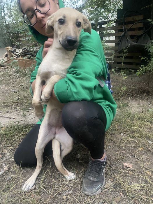 Подарю помесь лабрадора. Девочка 5-6 месяцев