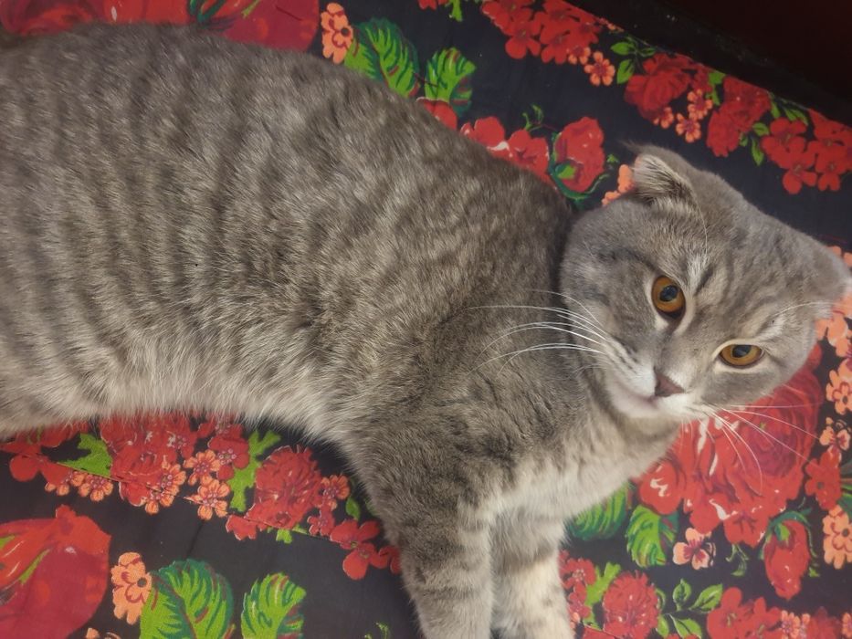 Biritan Skotish 1yosh 3oylik