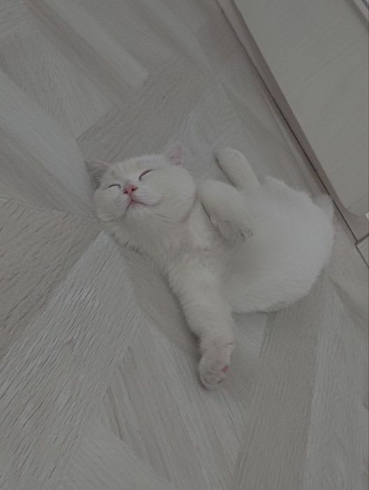 Вязка кота порода Манчкин