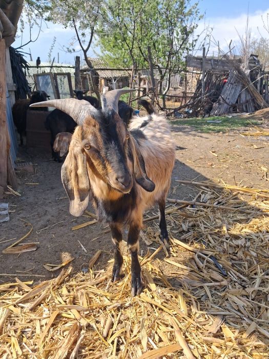 Tap anglo nubian schimb cu capra!