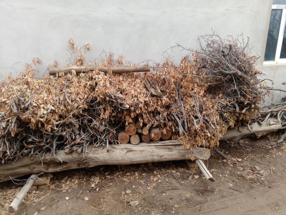 Erik daraxtini otini sotiladi