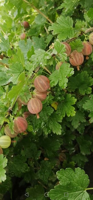 Саженцы жимолости