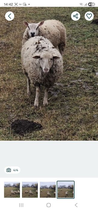 Berbec sufolk  metis de vânzare texel  oaie texel