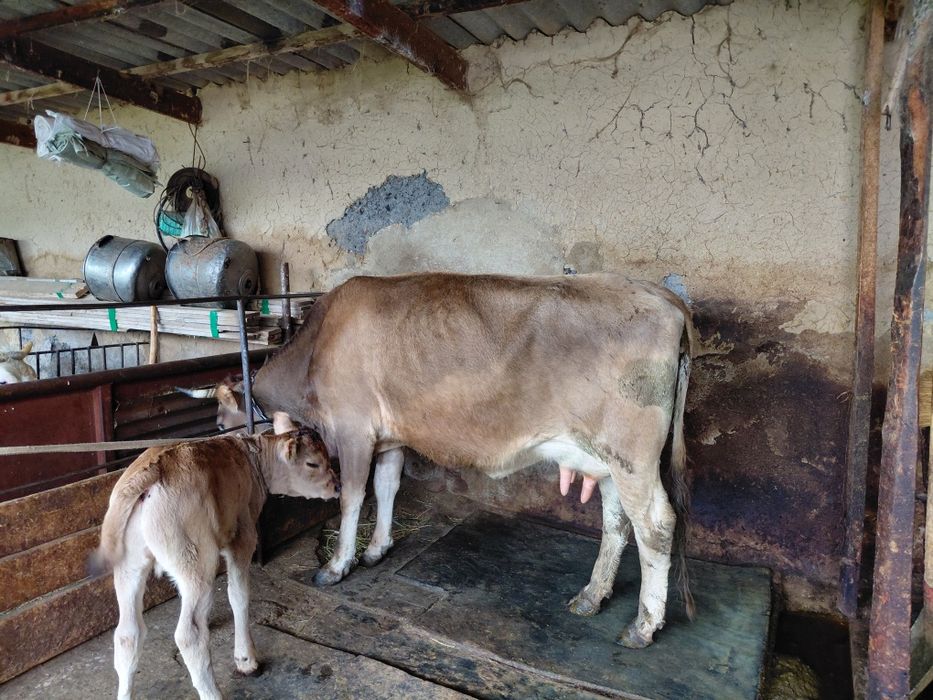 Бызаулы сиыр сатылады