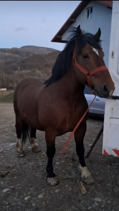 De vânzare armăsar are 3 ani