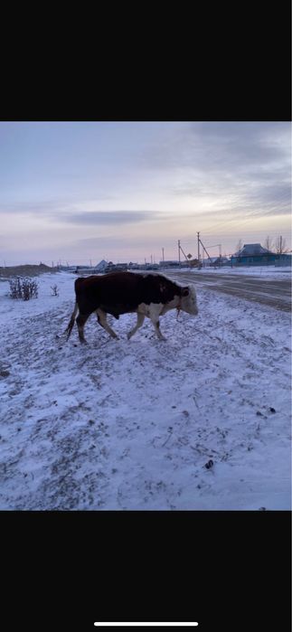 Продам. Быка. 3года 8 месяцев.