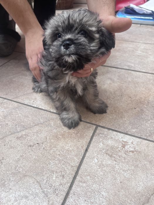 Donez metis de bichon maltez si yorkshire