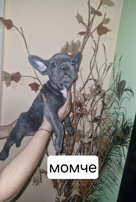 Френски булдочета