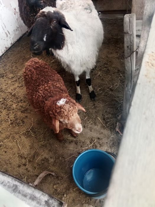 Саулык кои козысымен.