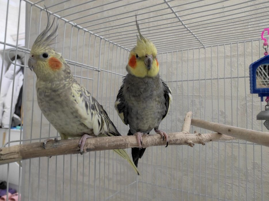 Кореллы Пара молодые