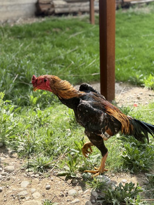 Шамо таза майская