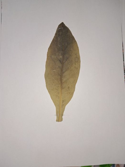 Хербарии за студенти по Ветеринарна и Хуманна медицина