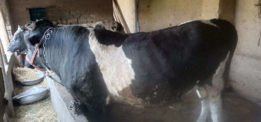 Бука сотилади тарозга 63000 дан