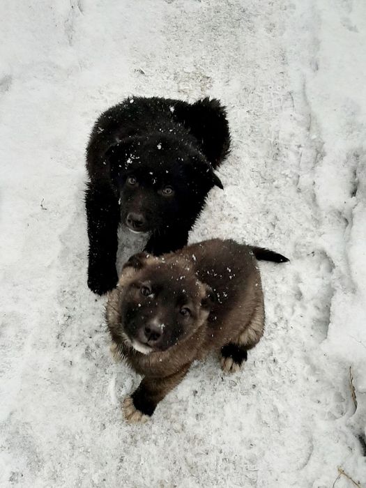 Нужен дом для этих малышей